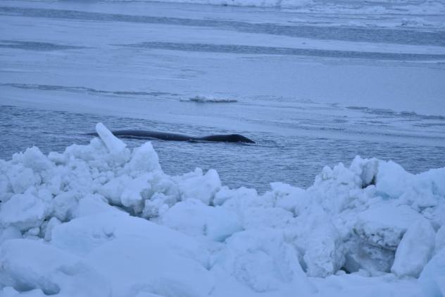 Bowhead whale in the lead edge.