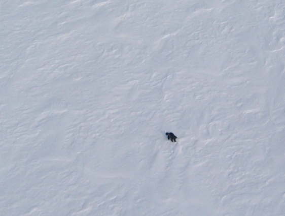 A wolverine on the North Slope of Alaska as seen from the Super Cub during aerial tracking surveys in April 2015.