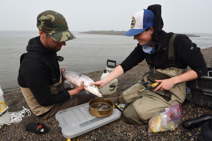 Trevor and Marguerite lavaging a Sheefish - a method that allows us to see what the fish eat and release them back into the wild alive. This is one of the most important local food fish - Inconnu as it's called in Kotzebue.
