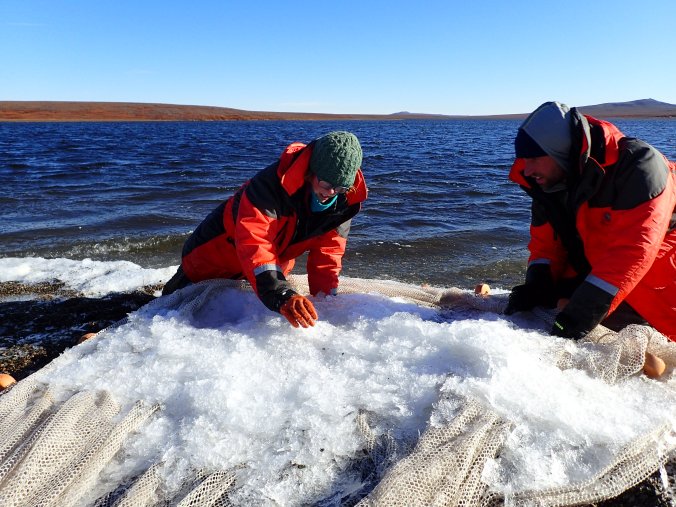 Looking for fish amongst the ice in a late-season net haul. Photo M. Tibbles