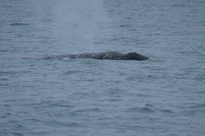 Ricardo Antunes_Gray whale sighted off King Island