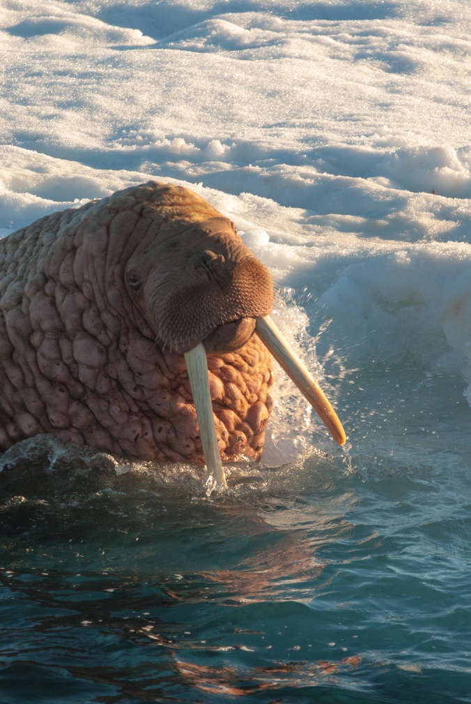 Ricardo-Antunes_DSC0011_A-large-male-walrus-swims-among-ice-floes-in-the-Bering-Strait