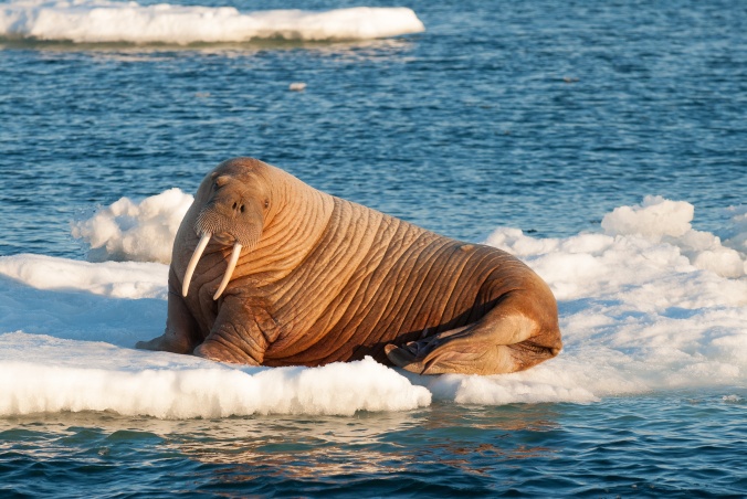 Ricardo-Antunes_DSC0078_A-walrus-hauled-out-on-an-ice-floe-in-the-Bering-Sea