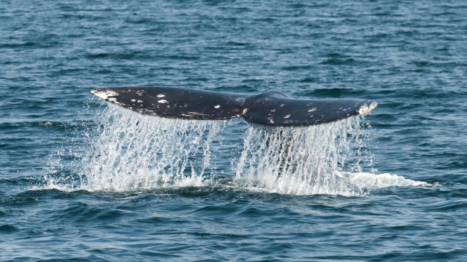 Ricardo-Antunes_DSC0200_A-gray-whale-dives-to-feed-off-St.-Lawrence-Island